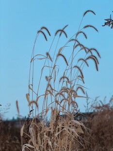 蓝天映衬下的芦苇摇曳