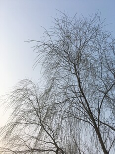 冬日枯柳