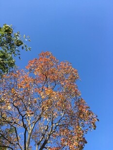 秋日蓝天中的斑斓树木