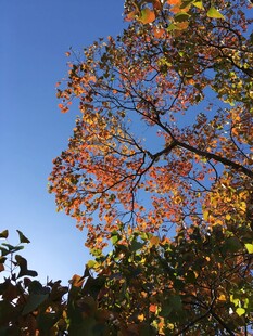 秋日斑斓树梢映蓝天