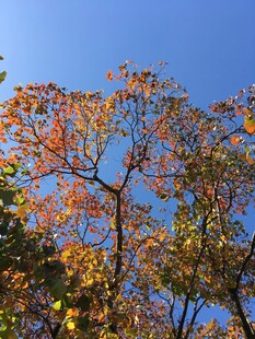 秋日枝头斑斓树叶