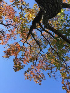 秋日树梢映蓝天