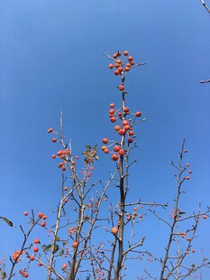 蓝天映衬下的繁花枝头
