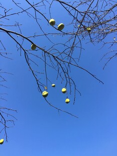 蓝天树枝上的黄色果实