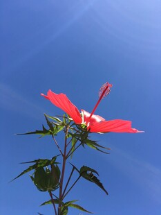 蓝天中绽放的艳丽红扶桑