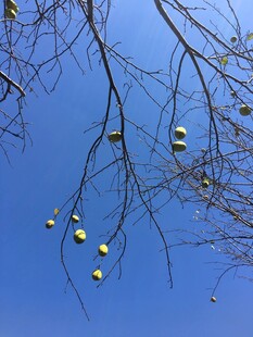 蓝天映衬下的垂挂果实