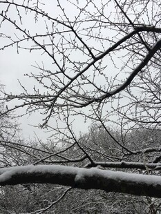 雪覆树枝的冬日萧瑟景象