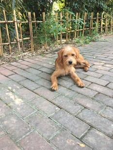 悠闲趴地的可爱金毛犬