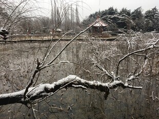 雪覆枝头