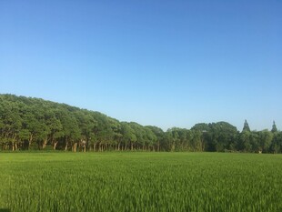 广袤绿野