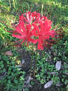 鲜艳红色花朵绽放草丛中