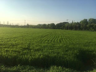 广袤绿野田园风光
