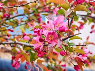 春天绽放的娇艳粉色花朵