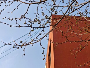 红墙旁的新嫩树枝