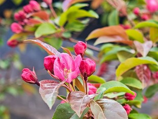 春日盛开的粉色海棠花