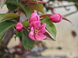 粉色海棠花绽放