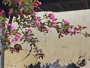 水墨风枝绽放美景