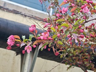 墙边绽放的粉色花朵