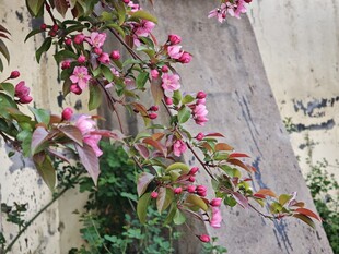 墙边绽放的粉色花枝