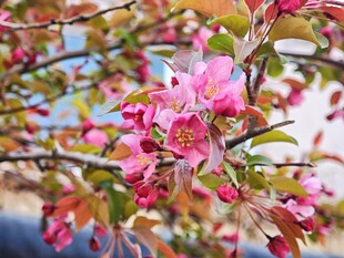 枝头绽放的粉色花朵