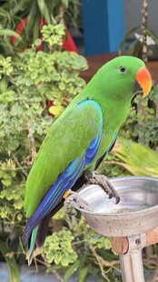 绿鹦鹉