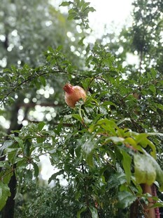 雨中石榴