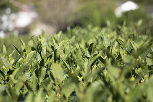 嫩绿茶园生机盎然