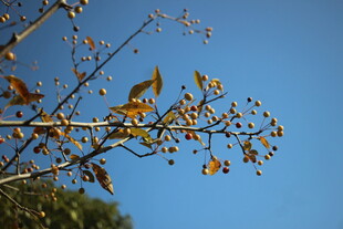 垂丝海棠的果子