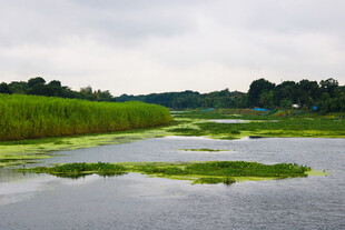 湿地风光