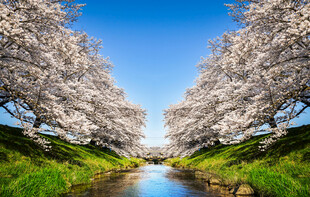 河畔烂漫樱花美景