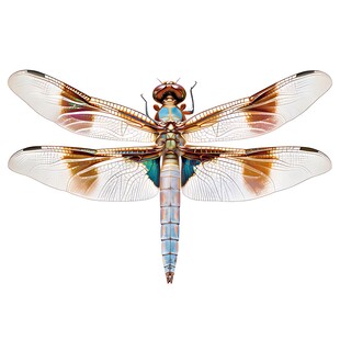 多彩斑纹蜻蜓特写