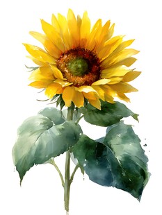 水彩绘向日葵花朵图