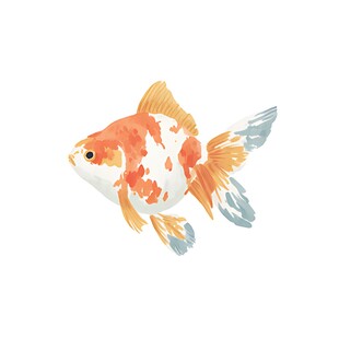 水彩绘金鱼