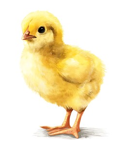 可爱小黄鸡