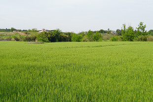 翠绿田野尽显自然生机