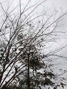 冬日光秃树枝景象