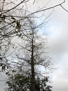 冬日枯树与朦胧天空