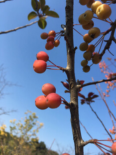 枝头苹果
