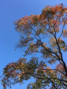 秋日树梢