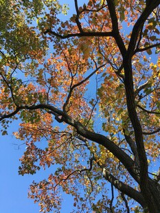 秋日枝头