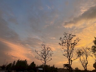 夕阳下的树木剪影美景