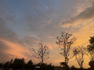 夕阳下的树木剪影