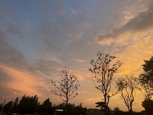 夕阳下的树木剪影美景