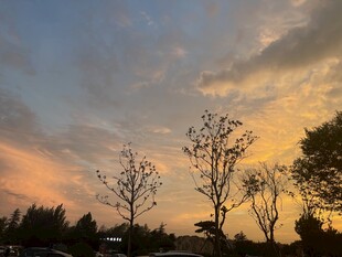 夕阳下的树木美景