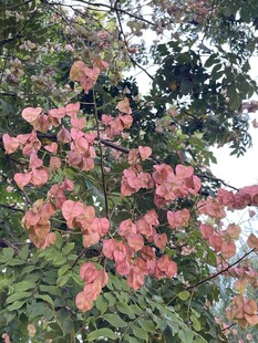 枝头绽放的艳丽粉红色花朵