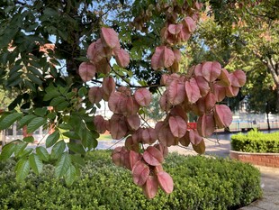 秋日红叶点缀绿植景观