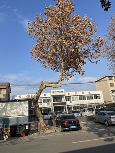 街边大树与停放车辆