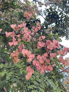 盛开的粉红色花朵