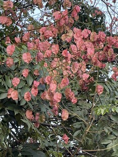 盛开的粉红色花朵