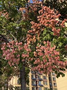 繁花绿树映衬下的建筑